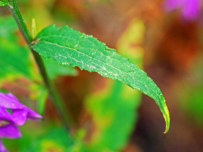 Grandi fiori viola: Campanula rapunculoides